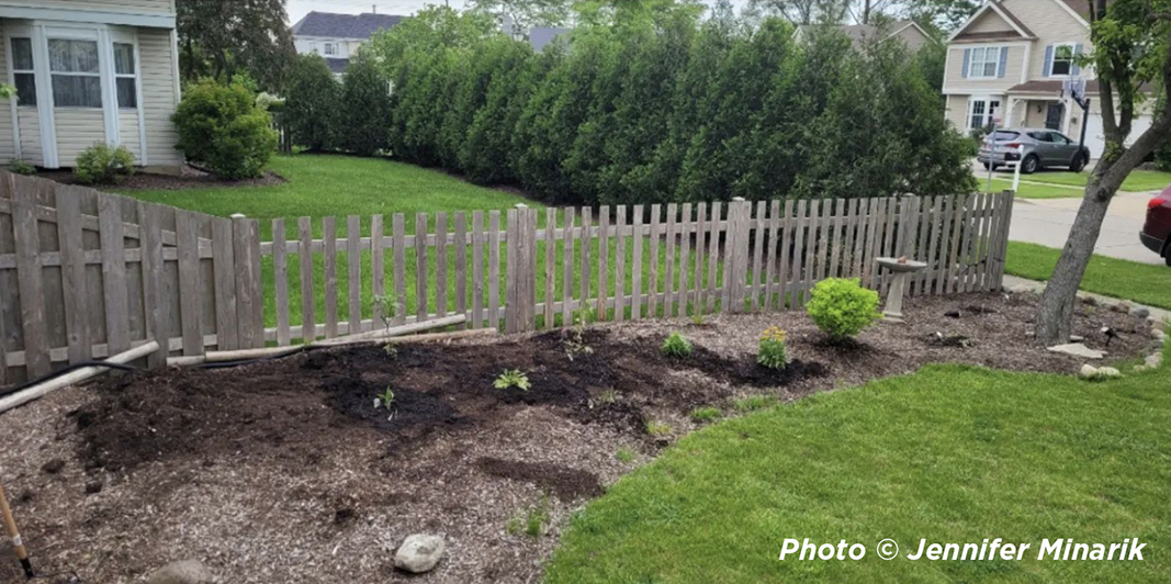 View of a beautiful front yard following buckthorn removal.