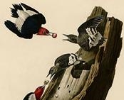 Redheaded woodpecker (Audubon)