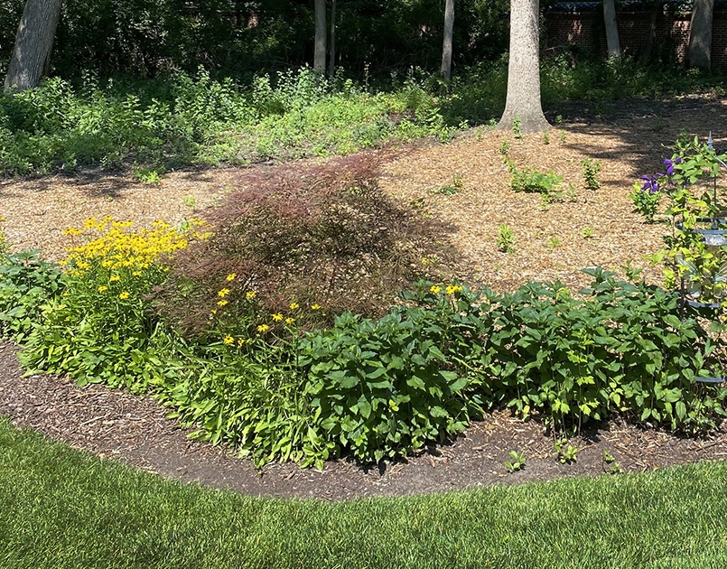 View of a beautiful backyard following buckthorn removal.