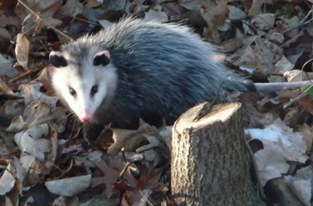AnimalAdaptations