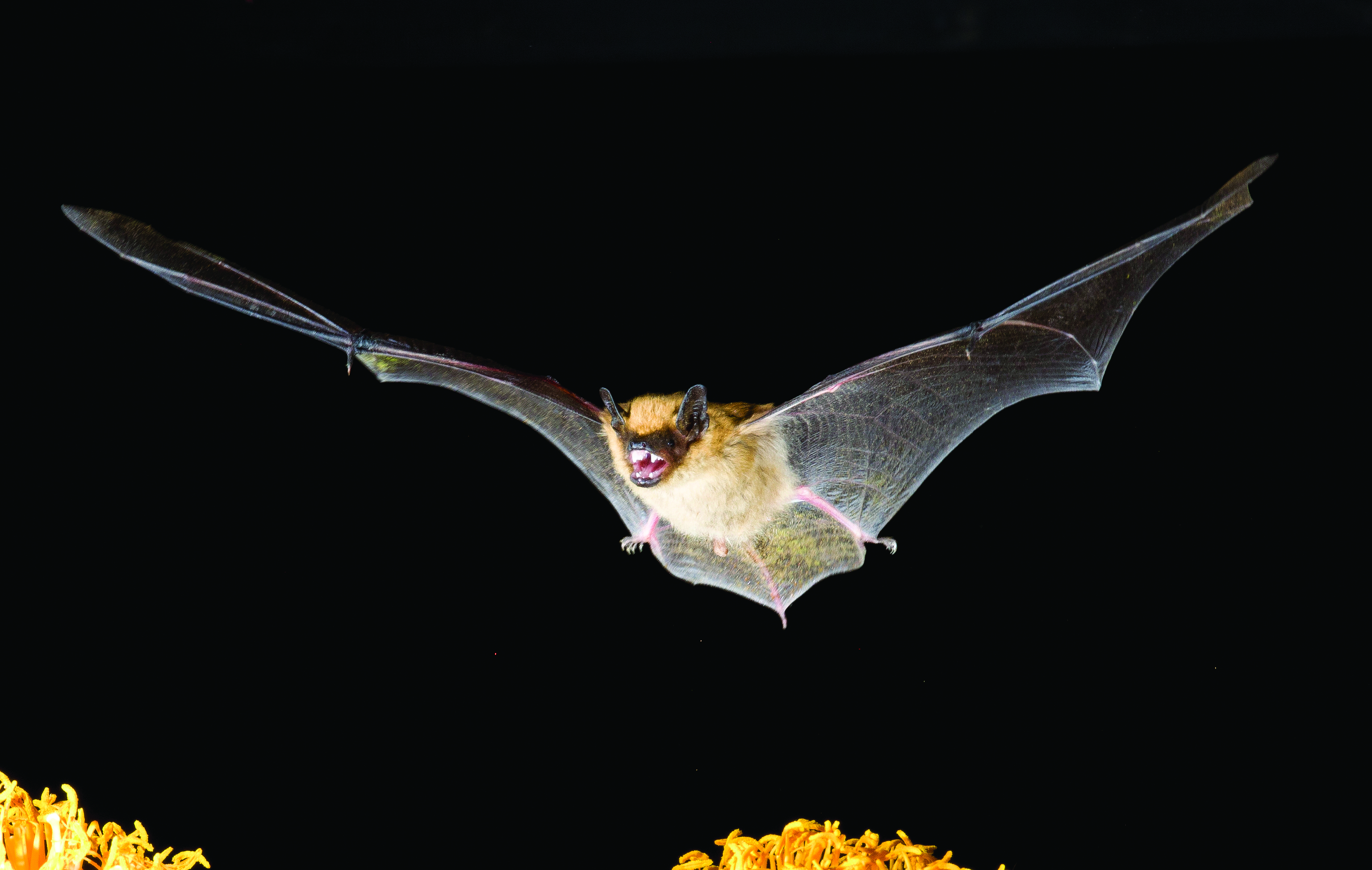 BigBrownBat-©JoeMcDonald-2_cmyk