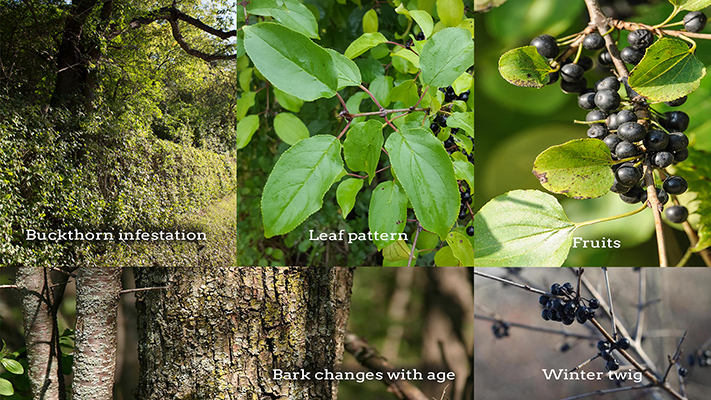 Buckthorn Eradication And Native Landscaping Conservation Lake County Forest Preserves