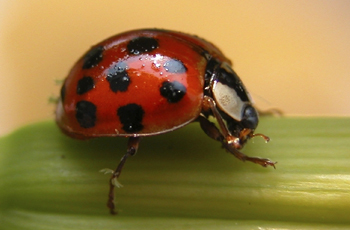 BugsBadge