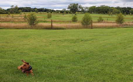 Waukegan Savanna Off-Leash Dog Area