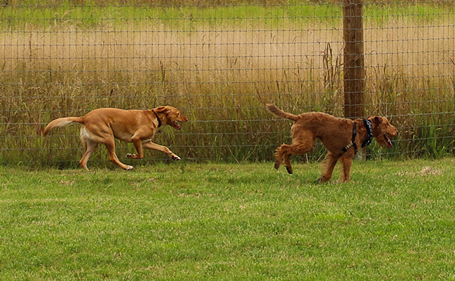 Lakewood Off-Leash Dog Area