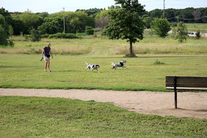Dogs playing in grass at Off-Leash Dog Area