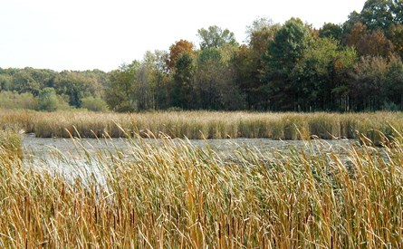 Sedge Meadow