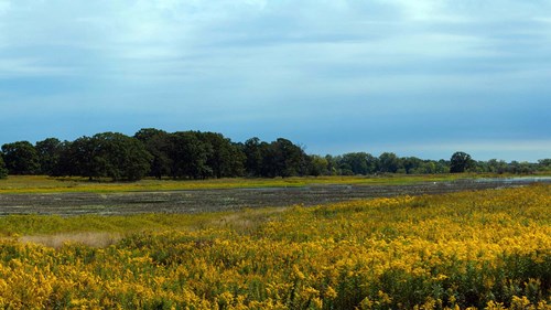 Rollins Savanna