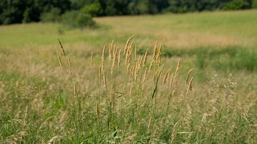 Singing Hills