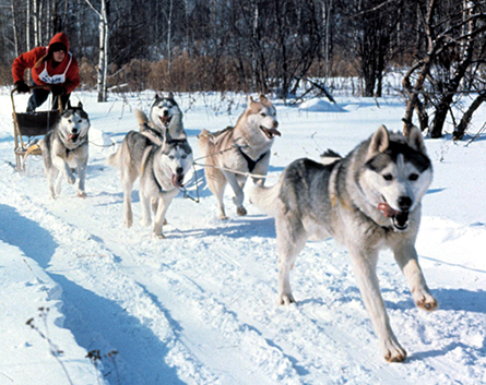 DogSledding-MI-viaFlickr_LisaHall