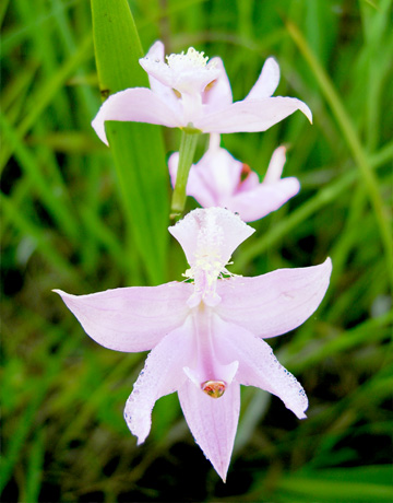 ETspecies-grass-pink-orchid-360x460