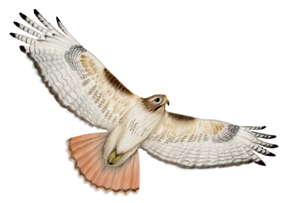 21_Eagles,_Hawks___Harriers