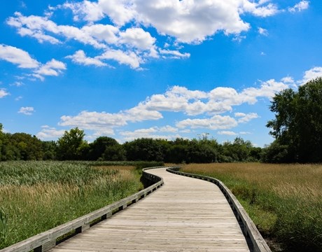 Wooden boardwalk crossing over wetlands.
