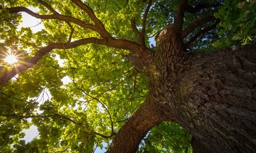OAK-20191111-AdobeStock