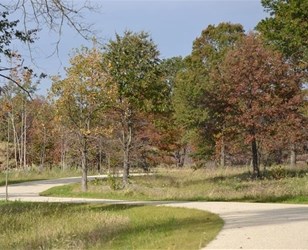 Pine Dunes