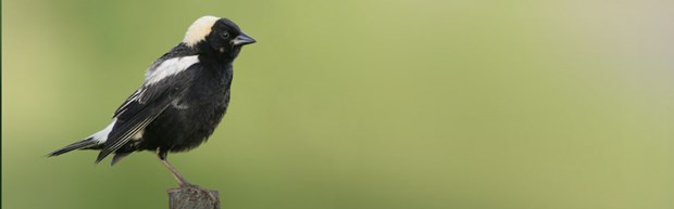 HP-SpringBirdWalks02