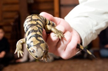 Program director holding a large salamander in his hand