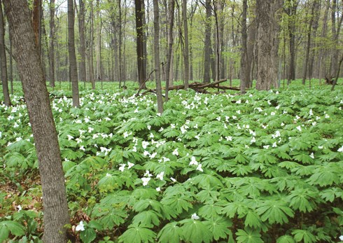 Ryerson-Woods01