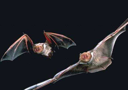 bat-program02