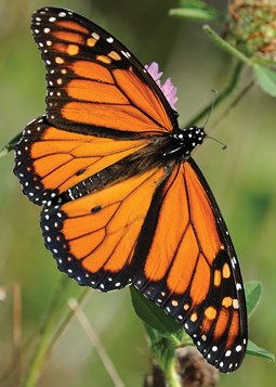 monarch-butterfly