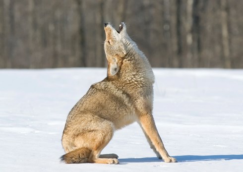 coyote-program