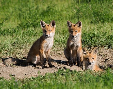fox den