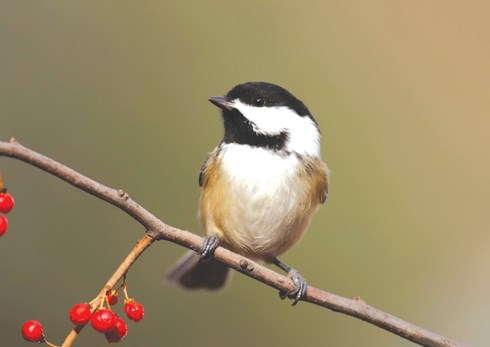 freebirdwalks04