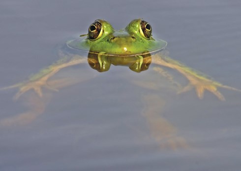 frog-program04