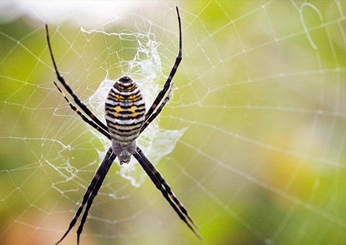 istock-garden-spider