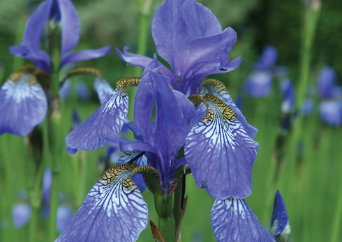 native-plant-sale01