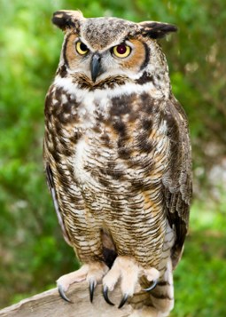 owlprogram04