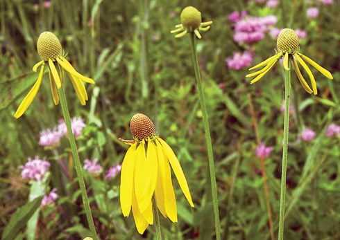 prairieprogram01