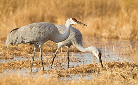 sandhillcranes