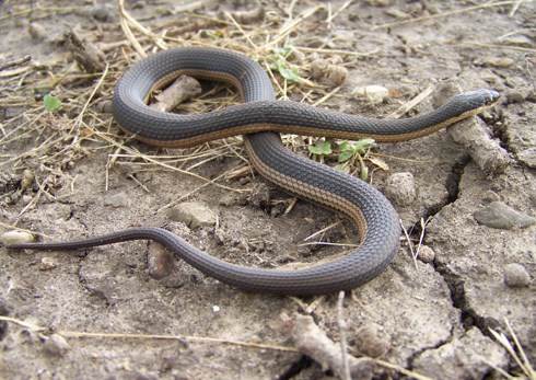 snake01