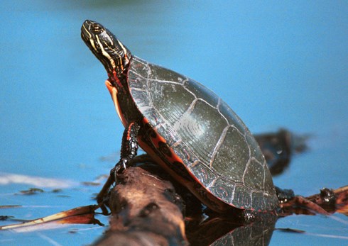 turtle02