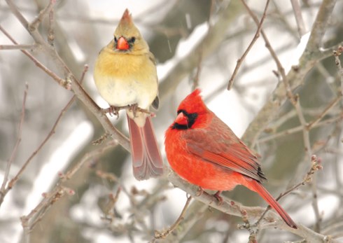 winterbirds