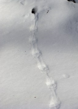 winter tracks program