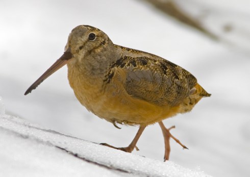 Photo of a Woodcock bird walking in the snow
