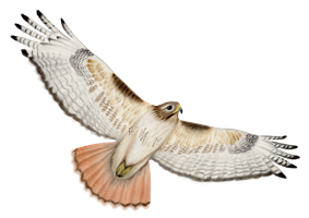 21_Eagles,_Hawks___Harriers