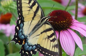 Butterflies