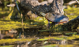SPDF_TURTLE