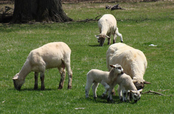 FarmDiscovery