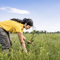 Lake Plain Restoration