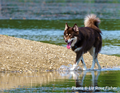 Off-Leash Dog Areas