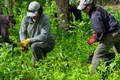 Volunteers clearing invasive species in the woods.