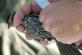 Eastern meadowlark being measured and banded during bird monitoring.