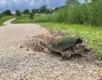 Large moss covered turtles crossing over a gravel trail.