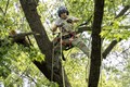 Forestry crew member cutting limbs high in a tree.