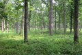 Restored forest floor, covered in lush green vegatation.