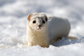 AnimalsInWinter-2
